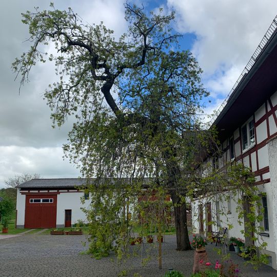 Hänge-Esche Noßwitz