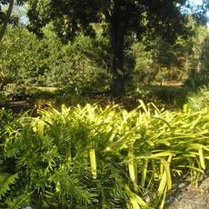 University of South Florida Botanical Gardens