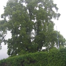 Liliovník tulipánokvětý