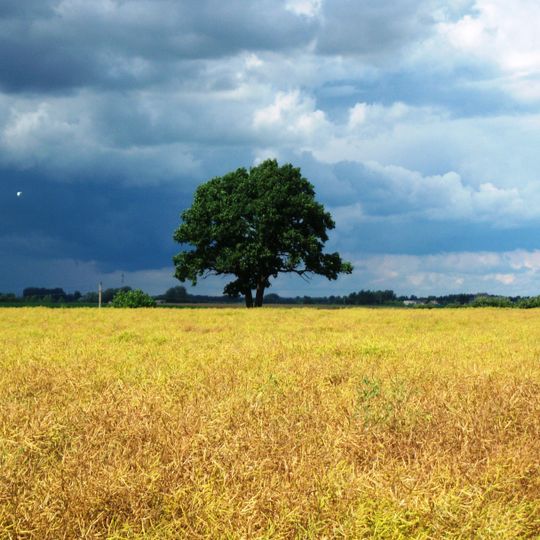 Nevėžis double trunk oak