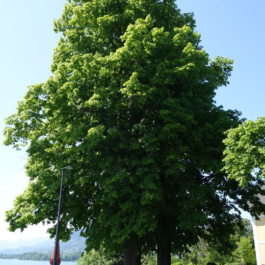 Zwei Kirchenlinden von Attersee