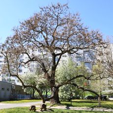 Pavlovnie u hřiště ve Štýřicích