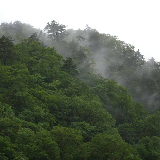 鶉川ゴヨウマツ自生北限地帯