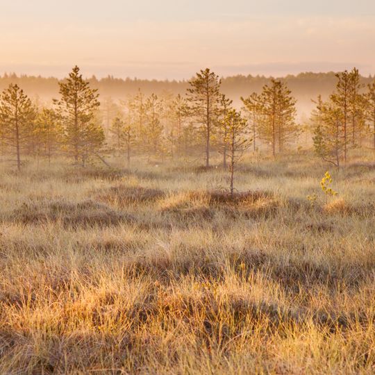Meenikunnu Bog