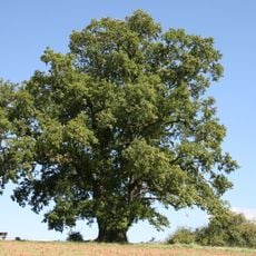 Galgeneiche von Rosenthal