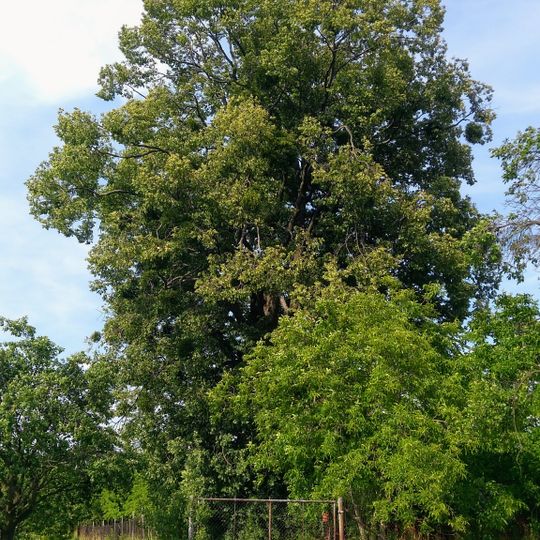 Lípa ve Vítonicích