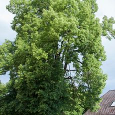 Kaiserlinde in Leonding