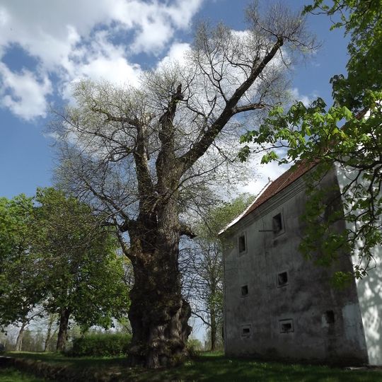 Lípa v Dolní Stropnici
