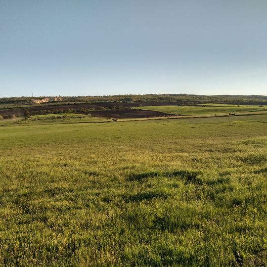 Puccinellia gigantea field