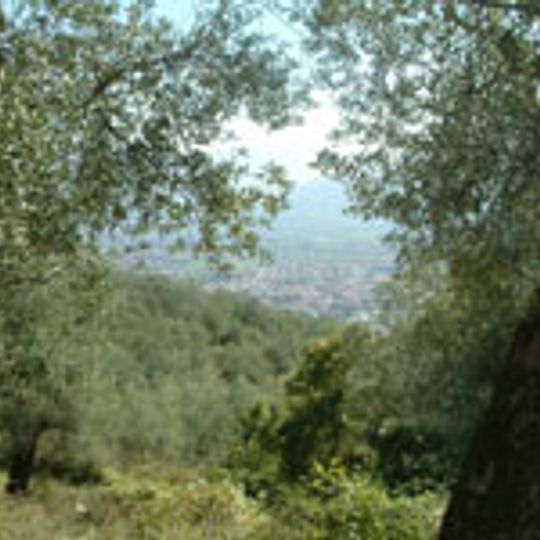Parco regionale agricolo storico dell'olivo di Venafro