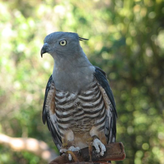 Triunia National Park
