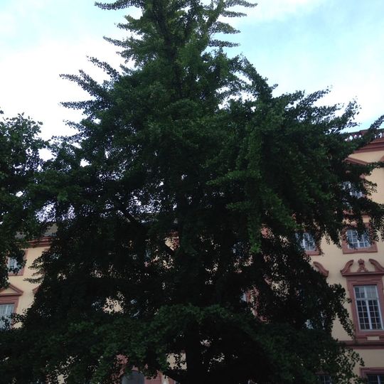 Ginkgo, Schloß/Amtsgericht