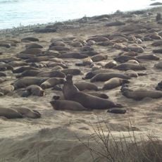 Año Nuevo State Park