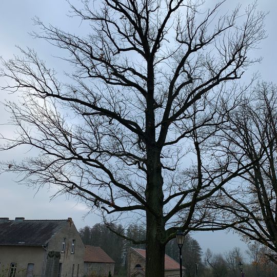 Naturdenkmal Friedenseiche O Kirche; Flur 4, Flurstück 485 in Diedersdorf
