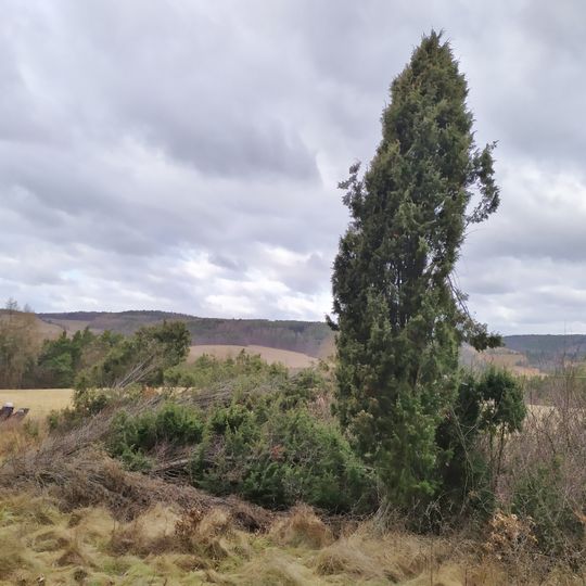 Jalovce na Světovině
