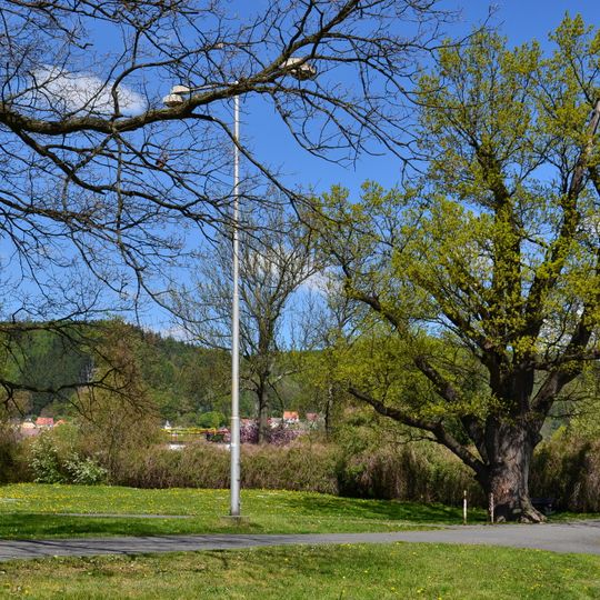 Dub u koupaliště v Klášterci nad Ohří