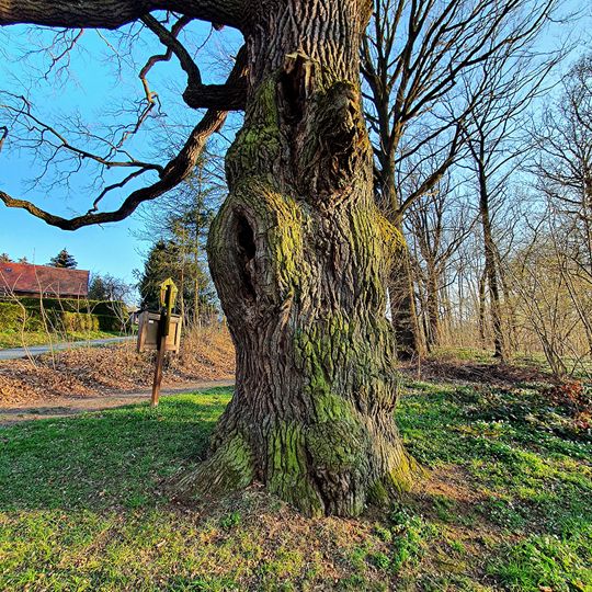 Pedunculate oak at the gondola pond