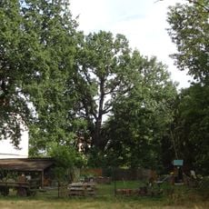 Naturdenkmal Stieleiche