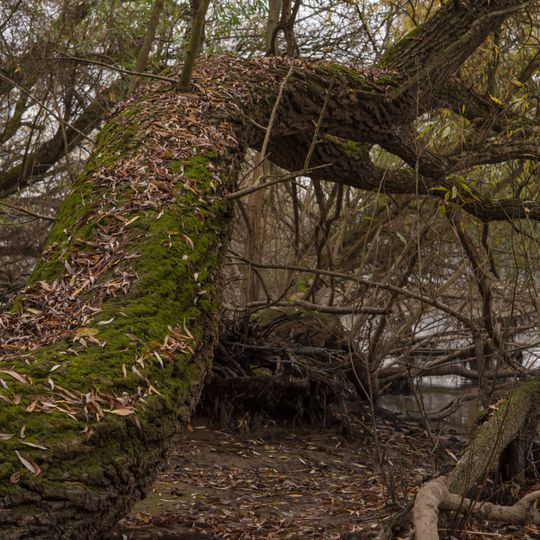 Rheinwiesen von Oestrich-Winkel und Geisenheim