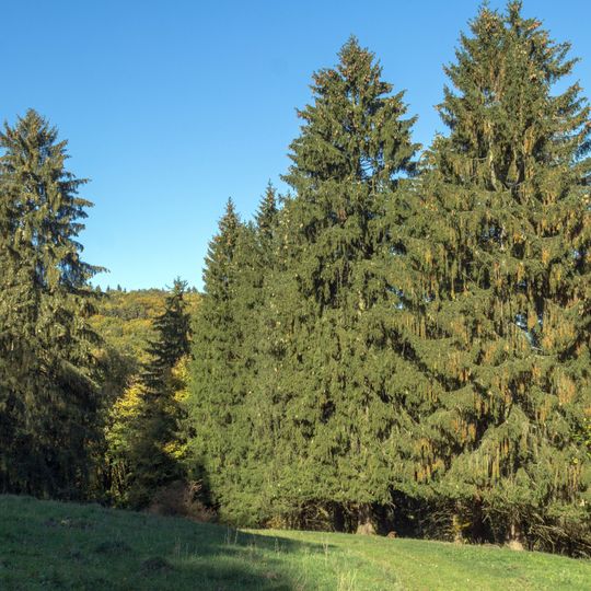 Hinterhaslacher Hutanger