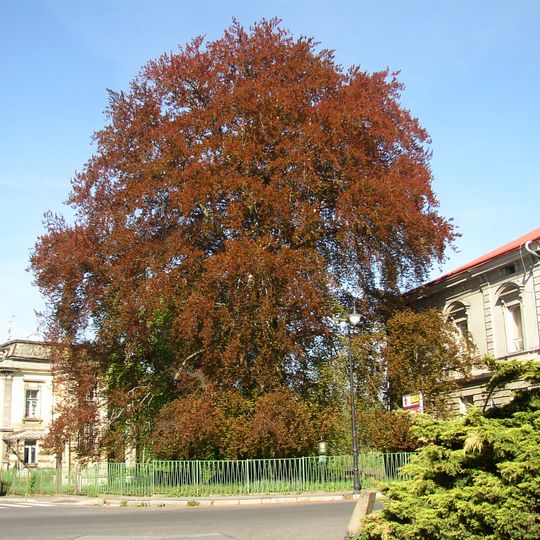 Buk lesní ve Varnsdorfu