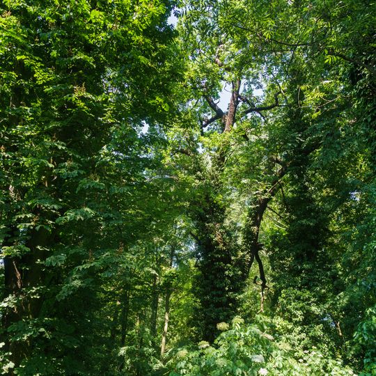 Quercus robur on Pfarrgarten Weltewitz