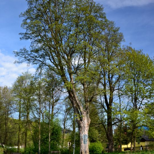 Javor v ulici Přemysla Oráče