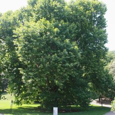 Platan javorolistý v zahradě Kinských