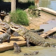 Gators and Friends