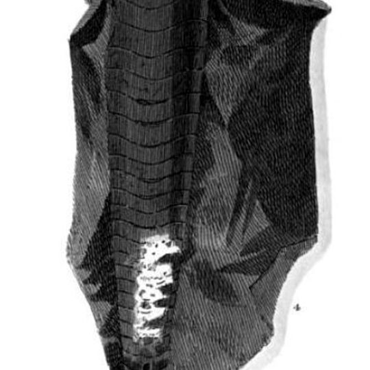 Marmo nero di Ashford