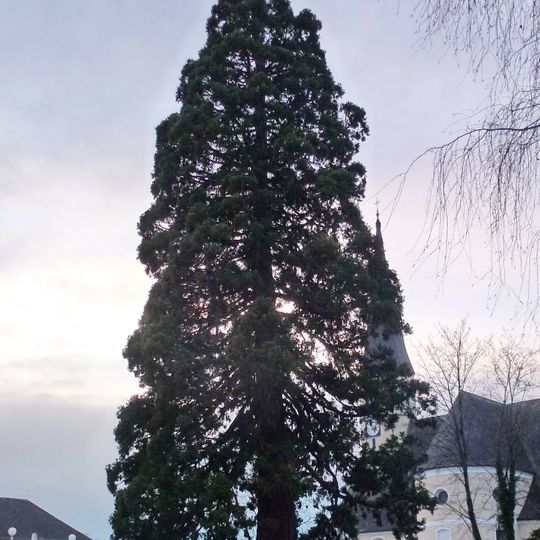 Mammutbaum in Mattighofen