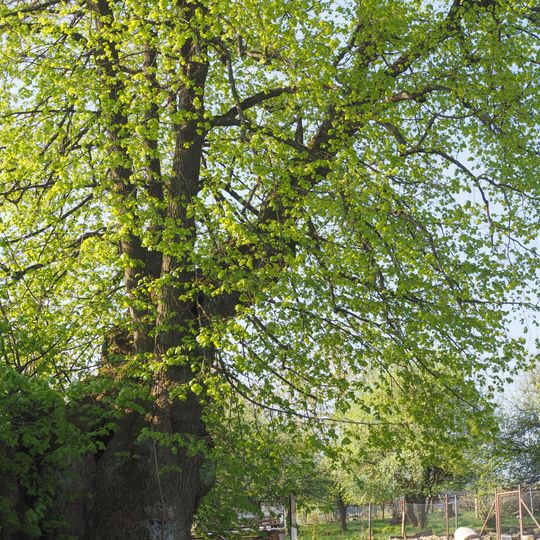 Lípa velkolistá před čp. 31