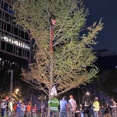 Ahuehuete de Reforma