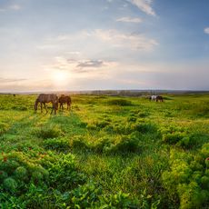 Ukrainian Steppe Nature Reserve