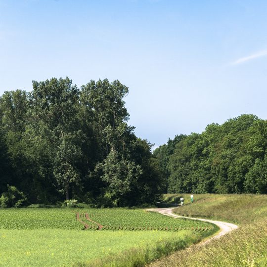 Steiner Wald von Nordheim
