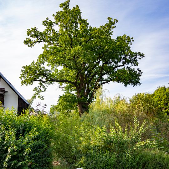 Dub v Dolní Moravici