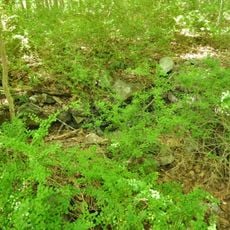 Hugh Cain Fulling Mill and Elias Glover Woolen Mill Archeological Site