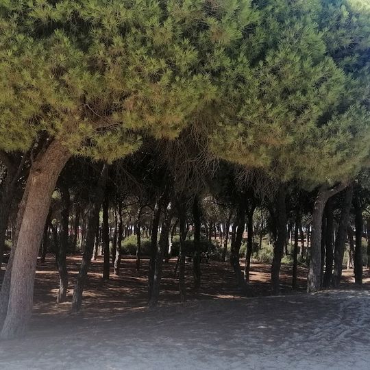 Dunas de San Anton