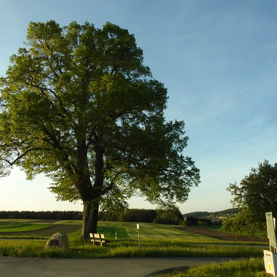 Friedenslinde am Sträßle