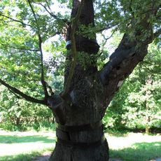 Svatováclavský dub