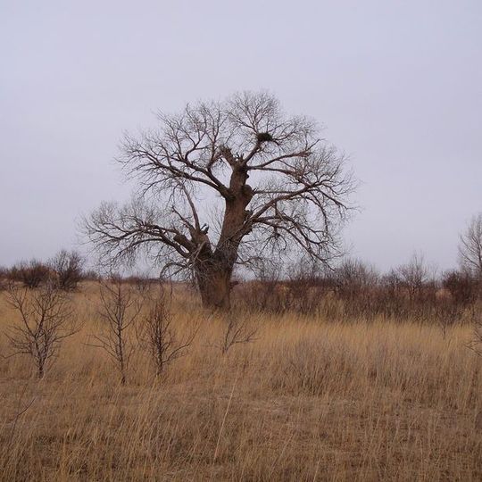 Bandiera sinistra di Alxa