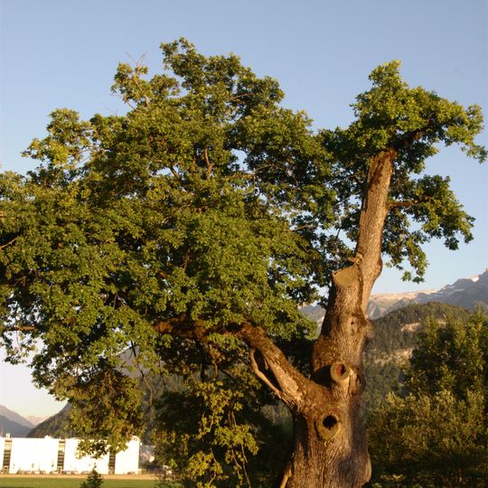 Gerichtseiche Ludesch