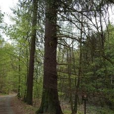 Smrk pod Leontýnskou kapličkou