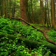 Stokes State Forest
