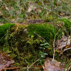 Grenzstein Fürther Stadtwald in Fürth