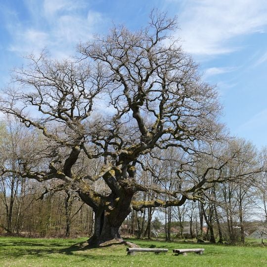 Tausendjährige Eiche bei Reith