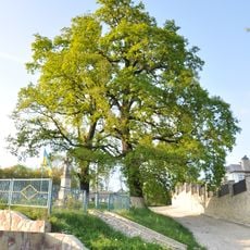 Oaks of brothers Misuli