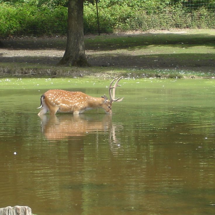 Parco Faunistico Haute-Touche