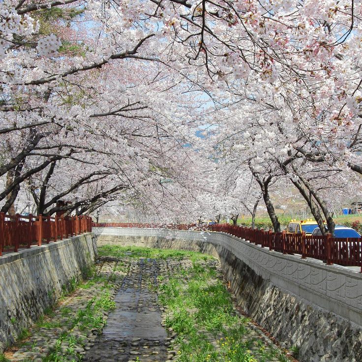 Caminho das Cerejeiras em Flor da Estação Gyeonghwa