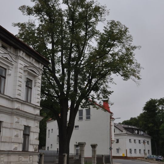 Tilia cordata, Třešť, Nádražní